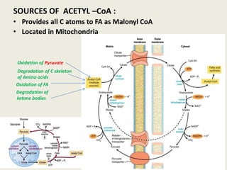 SOURCES OF ACETYL –CoA :
• Provides all C atoms to FA as Malonyl CoA
• Located in Mitochondria
Degradation of
ketone bodies
Degradation of C skeleton
of Amino acids
Oxidation of Pyruvate
Oxidation of FA
 