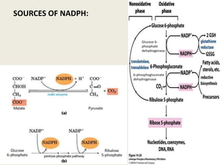SOURCES OF NADPH:
6-phosphogluconate
dehydrogenase
Glucose 6-
phosphate
dehydrogenase
 