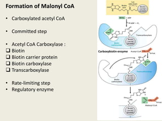 Formation of Malonyl CoA
• Carboxylated acetyl CoA
• Committed step
• Acetyl CoA Carboxylase :
 Biotin
 Biotin carrier protein
 Biotin carboxylase
 Transcarboxylase
• Rate-limiting step
• Regulatory enzyme
Carboxybiotin-enzyme
 