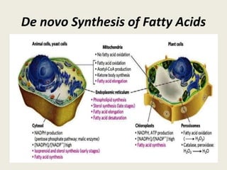 De novo Synthesis of Fatty Acids
 