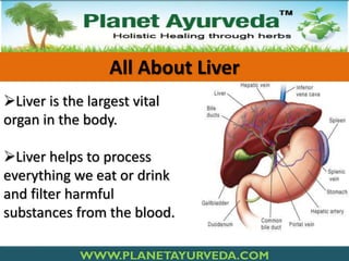 All About Liver
Liver is the largest vital
organ in the body.
Liver helps to process
everything we eat or drink
and filter harmful
substances from the blood.
WWW.PLANETAYURVEDA.COM

 