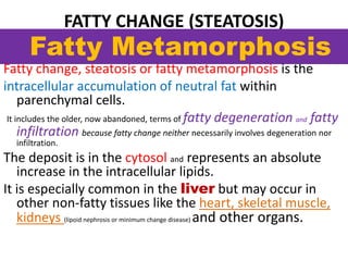 FATTY CHANGE (STEATOSIS)
Fatty change, steatosis or fatty metamorphosis is the
intracellular accumulation of neutral fat within
parenchymal cells.
It includes the older, now abandoned, terms of fatty degeneration and fatty
infiltration because fatty change neither necessarily involves degeneration nor
infiltration.
The deposit is in the cytosol and represents an absolute
increase in the intracellular lipids.
It is especially common in the liver but may occur in
other non-fatty tissues like the heart, skeletal muscle,
kidneys (lipoid nephrosis or minimum change disease) and other organs.
Fatty Metamorphosis
 