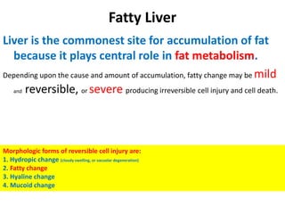 Fatty Liver
Liver is the commonest site for accumulation of fat
because it plays central role in fat metabolism.
Depending upon the cause and amount of accumulation, fatty change may be mild
and reversible, or severe producing irreversible cell injury and cell death.
Morphologic forms of reversible cell injury are:
1. Hydropic change (cloudy swelling, or vacuolar degeneration)
2. Fatty change
3. Hyaline change
4. Mucoid change
 