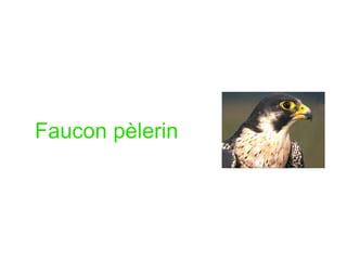 Faucon pèlerin
 