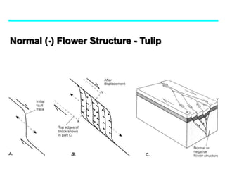 Normal (-) Flower Structure - Tulip
 
