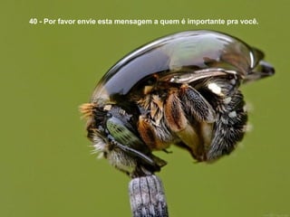 40 - Por favor envie esta mensagem a quem é importante pra você.
 