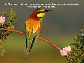 8 - Olhe para o céu pelo menos uma vez ao dia, leve em conta a majestade
do mundo em torno de você.
 