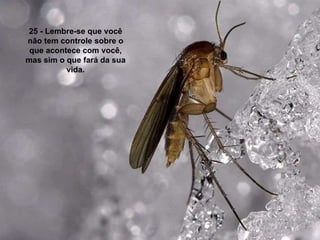 25 - Lembre-se que você não tem controle sobre o que acontece com você, mas sim o que fará da sua vida. 
