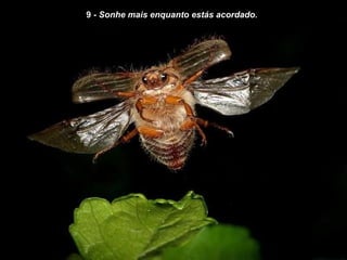 9  - Sonhe mais enquanto estás acordado. 