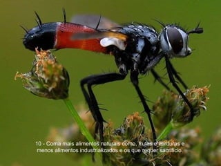 10 - Coma mais alimentos naturais como, frutas e verduras e menos alimentos industrializados e os que requer sacrifício. 