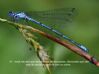 21 - Você não tem que vencer todas as discussões. Demonstre que não está de acordo e aprenda com os outros.  