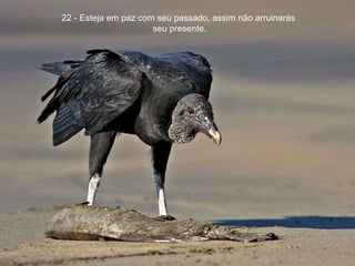 22 - Esteja em paz com seu passado, assim não arruinarás  seu presente. 