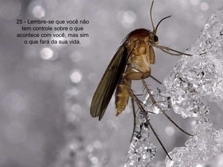 25 - Lembre-se que você não tem controle sobre o que acontece com você, mas sim o que fará da sua vida. 