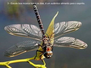 3 - Escute boa música todos os dias, é um autêntico alimento para o espirito. 