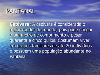 PANTANAL Capivara:  A capivara é considerada o maior roedor do mundo, pois pode chegar a um metro de comprimento e pesar quarenta e cinco quilos. Costumam viver em grupos familiares de até 20 indivíduos e possuem uma população abundante no Pantanal  