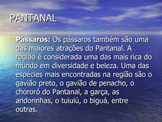 PANTANAL Pássaros:  Os pássaros também são uma das maiores atrações do Pantanal. A região é considerada uma das mais rica do mundo em diversidade e beleza. Uma das espécies mais encontradas na região são o gavião preto, o gavião de penacho, o chororó do Pantanal, a garça, as andorinhas, o tuiuiú, o biguá, entre outras. 