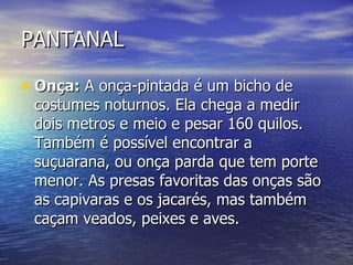 PANTANAL Onça:  A onça-pintada é um bicho de costumes noturnos. Ela chega a medir dois metros e meio e pesar 160 quilos. Também é possível encontrar a suçuarana, ou onça parda que tem porte menor. As presas favoritas das onças são as capivaras e os jacarés, mas também caçam veados, peixes e aves. 
