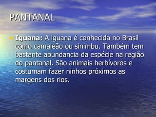 PANTANAL Iguana:  A iguana é conhecida no Brasil como camaleão ou sinimbu. Também tem bastante abundancia da espécie na região do pantanal. São animais herbívoros e costumam fazer ninhos próximos as margens dos rios. 