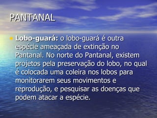 PANTANAL Lobo-guará:  o lobo-guará é outra espécie ameaçada de extinção no Pantanal. No norte do Pantanal, existem projetos pela preservação do lobo, no qual é colocada uma coleira nos lobos para monitorarem seus movimentos e reprodução, e pesquisar as doenças que podem atacar a espécie. 