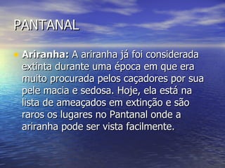 PANTANAL Ariranha:  A ariranha já foi considerada extinta durante uma época em que era muito procurada pelos caçadores por sua pele macia e sedosa. Hoje, ela está na lista de ameaçados em extinção e são raros os lugares no Pantanal onde a ariranha pode ser vista facilmente. 