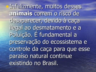 Infelizmente, muitos desses  animais  correm o risco de desaparecer, devido à caça ilegal ao desmatamento e a Poluição. É fundamental a preservação do ecossistema e controle da caça para que esse paraíso natural continue existindo no Brasil. 