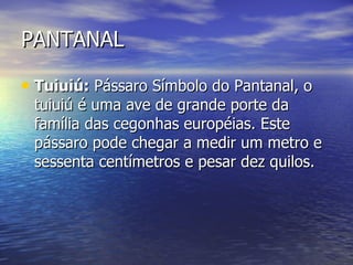 PANTANAL Tuiuiú:  Pássaro Símbolo do Pantanal, o tuiuiú é uma ave de grande porte da família das cegonhas européias. Este pássaro pode chegar a medir um metro e sessenta centímetros e pesar dez quilos. 