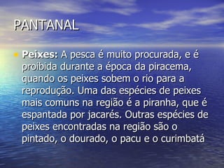 PANTANAL Peixes:  A pesca é muito procurada, e é proibida durante a época da piracema, quando os peixes sobem o rio para a reprodução. Uma das espécies de peixes mais comuns na região é a piranha, que é espantada por jacarés. Outras espécies de peixes encontradas na região são o pintado, o dourado, o pacu e o curimbatá  