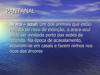 PANTANAL Arara – azul:  Um dos animais que estão na lista de risco de extinção, a arara-azul pode ser avistada perto das sedes da fazenda. Na época de acasalamento, separam-se em casais e fazem ninhos nos ocos das árvores  
