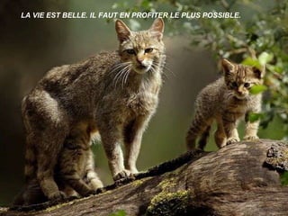 LA VIE EST BELLE. IL FAUT EN PROFITER LE PLUS POSSIBLE .   