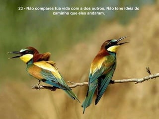 23 - Não compares tua vida com a dos outros. Não tens idéia do caminho que eles andaram. 