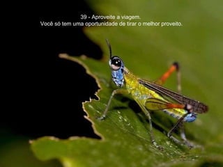39 - Aproveite a viagem.  Você só tem uma oportunidade de tirar o melhor proveito. 