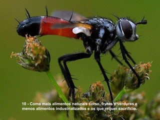 10 - Coma mais alimentos naturais como, frutas e verduras e menos alimentos industrializados e os que requer sacrifício. 