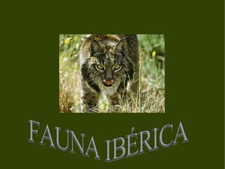 FAUNA IBÉRICA REALIZADO POR MIGUEL FAUNA IBÉRICA 