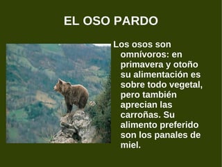 EL OSO PARDO Los osos son omnívoros: en primavera y otoño su alimentación es sobre todo vegetal, pero también aprecian las carroñas. Su alimento preferido son los panales de miel. 