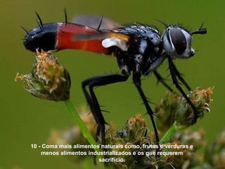10 - Coma mais alimentos naturais como, frutas e verduras e menos alimentos industrializados e os que requerem sacrifício. 