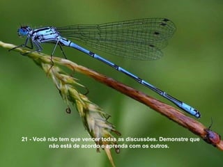 21 - Você não tem que vencer todas as discussões. Demonstre que não está de acordo e aprenda com os outros.  