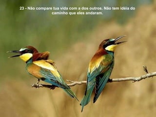23 - Não compare tua vida com a dos outros. Não tem idéia do caminho que eles andaram. 