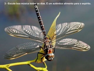 3 - Escute boa música todos os dias. É um autêntico alimento para o espirito. 