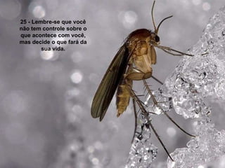 25 - Lembre-se que você não tem controle sobre o que acontece com você, mas decide o que fará da sua vida. 