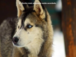 9  - Sonhe mais enquanto estás acordado. 