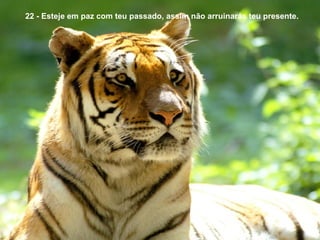 22 - Esteje em paz com teu passado, assim não arruinarás teu presente. 