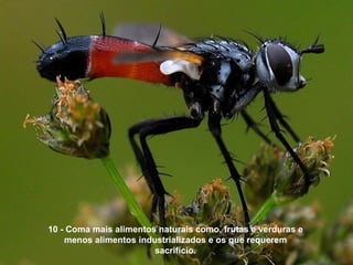 10 - Coma mais alimentos naturais como, frutas e verduras e menos alimentos industrializados e os que requerem sacrifício. 