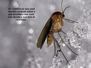 25 - Lembre-se que você não tem controle sobre o que acontece com você, mas decide o que fará da sua vida. 