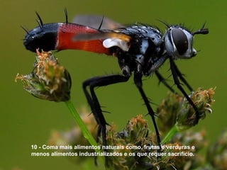 10 - Coma mais alimentos naturais como, frutas e verduras e
menos alimentos industrializados e os que requer sacrifício.
 