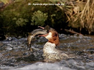 26 - Aprenda algo novo cada dia.
 