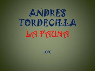 ANDRES
TORDECILLA
LA FAUNA
10°c

 