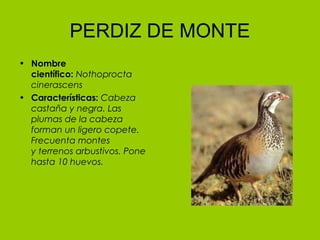 PERDIZ DE MONTE
• Nombre
  científico: Nothoprocta
  cinerascens
• Características: Cabeza
  castaña y negra. Las
  plumas de la cabeza
  forman un ligero copete.
  Frecuenta montes
  y terrenos arbustivos. Pone
  hasta 10 huevos.
 