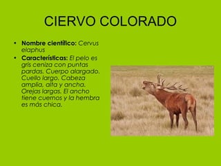CIERVO COLORADO
• Nombre científico: Cervus
  elaphus  
• Características: El pelo es
  gris ceniza con puntas
  pardas. Cuerpo alargado.
  Cuello largo. Cabeza
  amplia, alta y ancha.
  Orejas largas. El ancho
  tiene cuernos y la hembra
  es más chica.
 