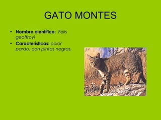 GATO MONTES
• Nombre científico:  Felis
  geoffroyi   
• Características: color
  pardo, con pintas negras.
 