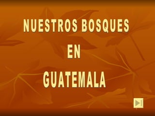 NUESTROS BOSQUES EN GUATEMALA 